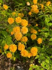 flowers in the garden