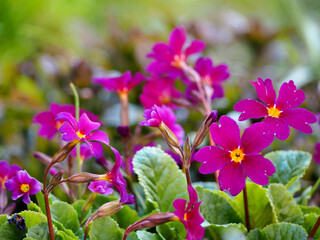 bright flowers of pink periwinkle with green leaves side view. spring flowers