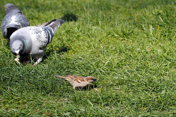little sparrow and gray pigeon looking for food in green grass in spring