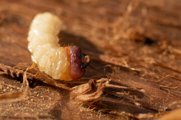 Beetle larva damaging the wood by feeding in it