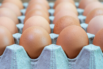 Natural organic chicken eggs of poultry in carton paper 