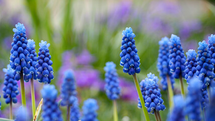 many buds of the first spring flowers of muscari in the garden, side view. blue bright flower buds