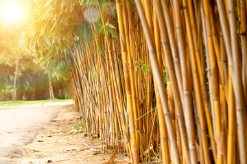 bamboo forest and morning sunlight 