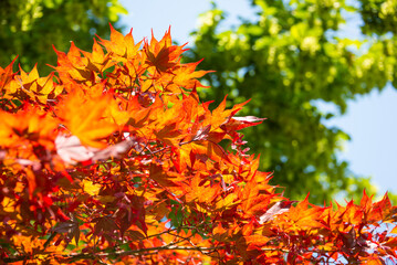 Orange maple leaves on autumn tree, fall season