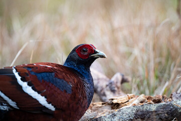 Hume 's Pheasant