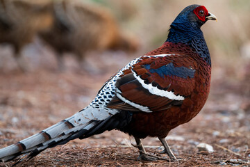 Hume 's Pheasant