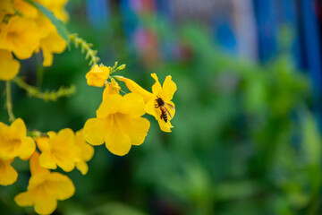 Honey bee collecting pollen at yellow flower. Bee over the yellow flower in blur background