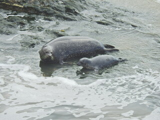 A mama harbor seal and her pup spending time together, in the tidal waters, along the shores of Carpinteria, in Santa Barbara County, California.
