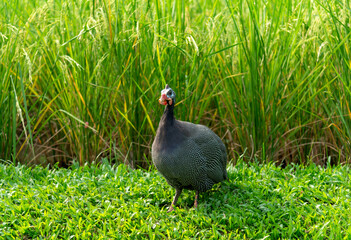 The guinea fowl have a hard-humped crest that looks like they are wearing a metal helmet or helmet, only to feed on the ground or on open grasslands. When frightened.