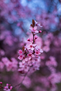 spring background.  pink cherry flower blossom tree. sunset photo