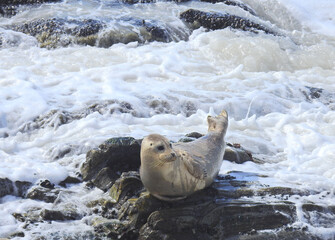 A harbor seal relaxing on the rocky shores of Carpinteria, in Santa Barbara County, California.