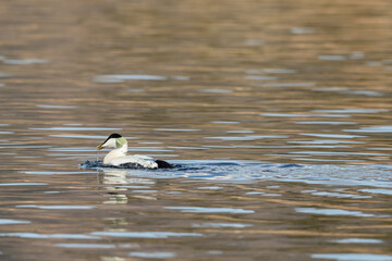 Common Eider - somateria mollissima - male bird swimming in sea water