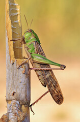 grasshopper