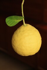 lemon fruit on a black background 