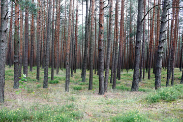 Northern forest landscape with straight trunks of pine trees in a nature park in Latvia