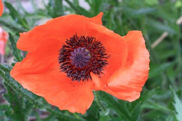 close-up of a poppy flower with black stamens and anthers 