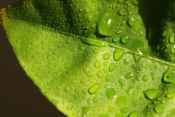 close-up of a lemon tree leaf with dew drops 