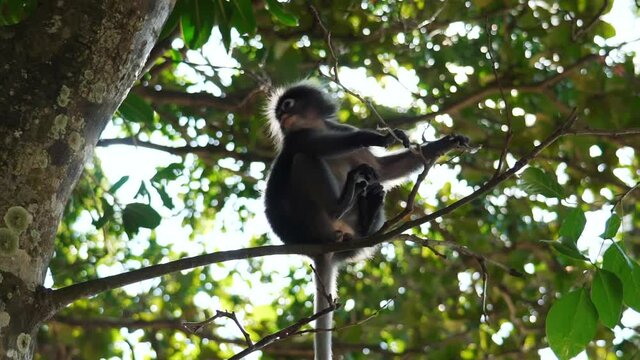 The northern plains gray langur 