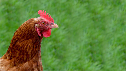 Brown hen on the meadow in the countryside - blurred background
