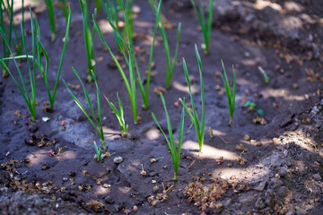 Delicate green hyacinth shoots grow in a well-watered garden bed