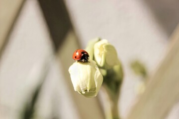 Ladybug on a narcissus