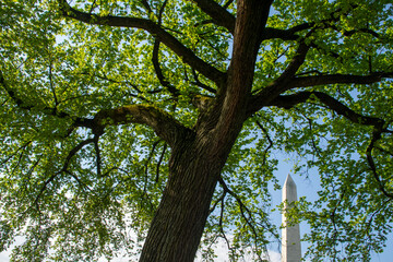Detail, elm trees on the National Mall. Washington Monument is in background