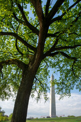 Detail, elm trees on the National Mall. Washington Monument is in background