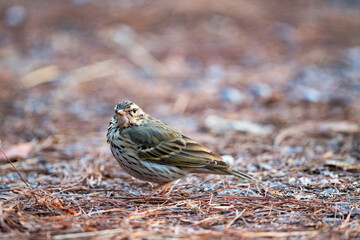 Olive - backed Pipit