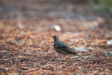 Olive - backed Pipit