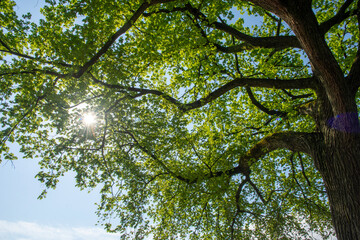 Sun shines through new leaves on elm tree in Washington, DC. 