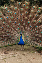 Fototapeta premium Portrait of beautiful peacock with feathers out