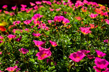 Portulaca flower moss rose flowers of different colors