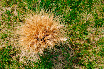 view from above. bouquet of golden wheat ears on green grass. haystack. the concept of harvesting cereals.