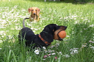 two dachshunds playing ball. black dog in the foreground