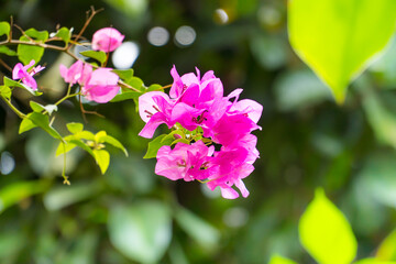 Pink spring flower (Bougainvillea, Purple bush, buganvilla, bugambilia, bunga kertas, Napoleon, Santa Rita, Papelillo) in nature with bokeh blurred background.