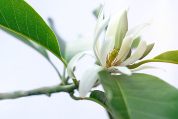 Chempaka white bloom flower on a tree with green leaves, beautiful aroma flowers, white background,  Michelia Alba, selective focus