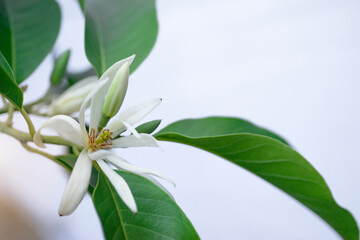 Chempaka white bloom flower on a tree with green leaves, beautiful aroma flowers, white background,  Michelia Alba, selective focus