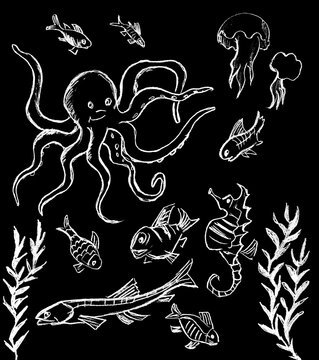 Graphic image of white octopus, seahorse, fish, jellyfish and algae on a black background