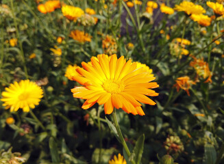 Pat Marigold beautiful yellow flower