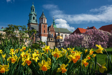 Spring in Krakow - Wawel Castle in daffodil flowers.