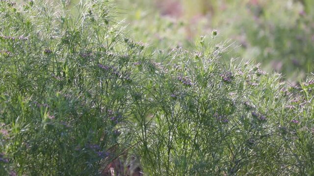 Cumin plant in the garden,cumin is one of the most popular spices,unripped cumin green plants,cumin cultivation and plants