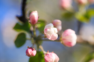 Obraz premium Apple blossoms over blurred nature background. Spring flowers. Spring Background.
