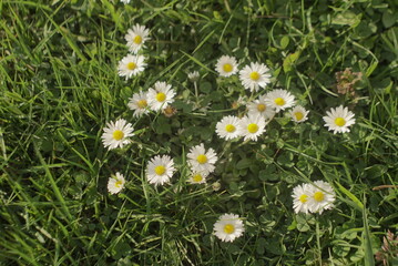 daisies grow in the meadow 