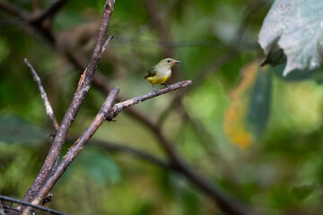 Orange - bellied Flowerpecker