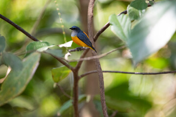 Orange - bellied Flowerpecker