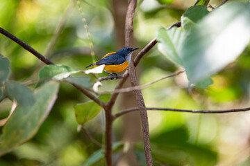 Orange - bellied Flowerpecker
