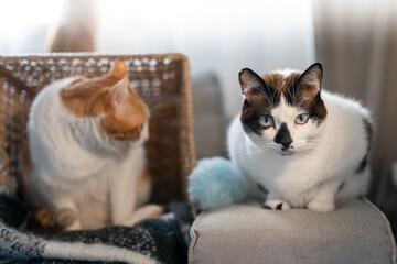 two domestic white cats interact on the sofa
