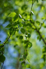 birch tree with green leaves on thin branch in sunny spring garden