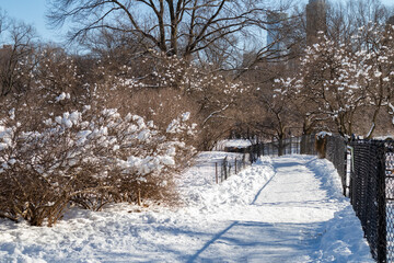 Naklejka premium Beautiful Snow Covered Trail with Bare Trees at Central Park in New York City during the Winter