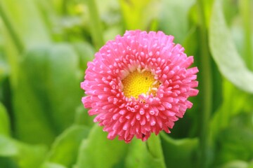 close-up of daisy flowers 